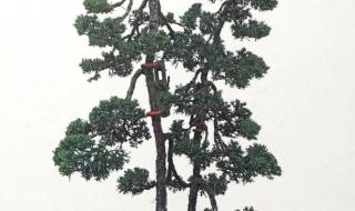 代表暗恋与守护的花 代表暗恋与守护的花