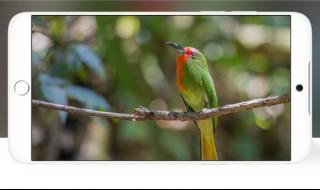 苹果屏幕上的小圆点
